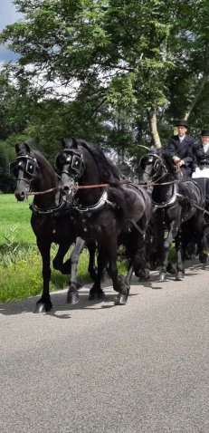 Trouwvervoer Stalhouderij de Fiifhoeke