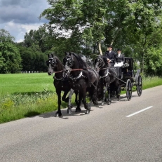 trouwvervoer Stalhouderij de Fiifhoeke origineel trouwvervoer in Friesland