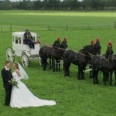 trouwvervoer Stalhouderij Hazeleger stijlvol trouwvervoer voor elke gelegenheid, door heel Nederland