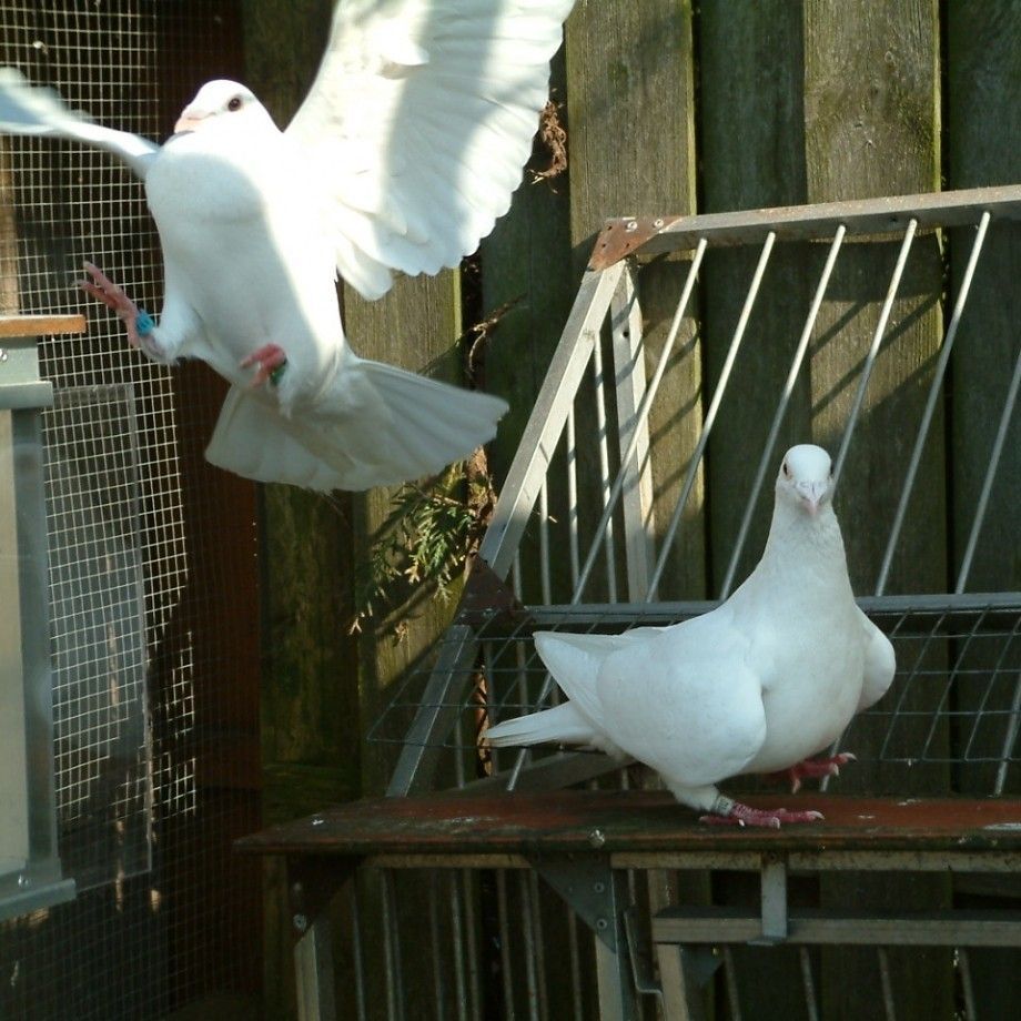 Bruidsduiven Witte Duiven Verhuur Olthof Bruidsduiven Witte Duiven Verhuur Olthof