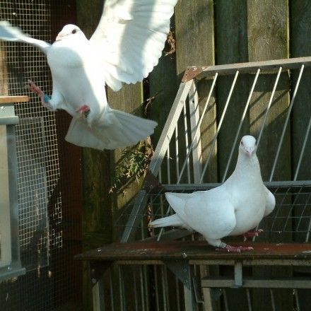 bruidsduiven Witte Duiven Verhuur Olthof een symbolische afsluiting voor elke gelegenheid