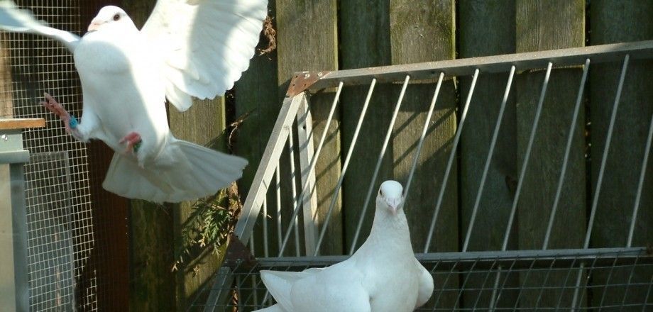 Bruidsduiven Witte Duiven Verhuur Olthof Bruidsduiven Witte Duiven Verhuur Olthof