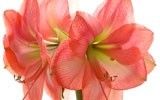 Amaryllis