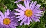 Aster