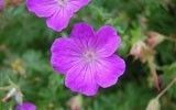 Geranium