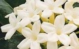 Stephanotis