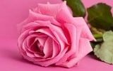 Roos (roze)