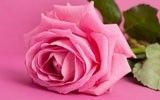 Roos (roze)