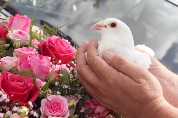 Witte Duiven Verhuur Olthof een symbolische afsluiting voor elke gelegenheid